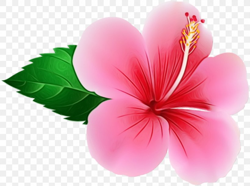 Pink Petal Flower Hibiscus Plant, PNG, 850x634px, Watercolor, Flower, Flowering Plant, Hawaiian Hibiscus, Hibiscus Download Free