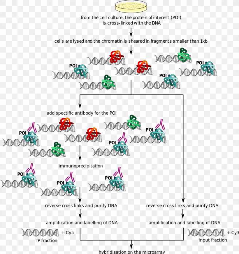 Tree Line Point Clip Art, PNG, 966x1024px, Tree, Area, Art, Arts, Creativity Download Free