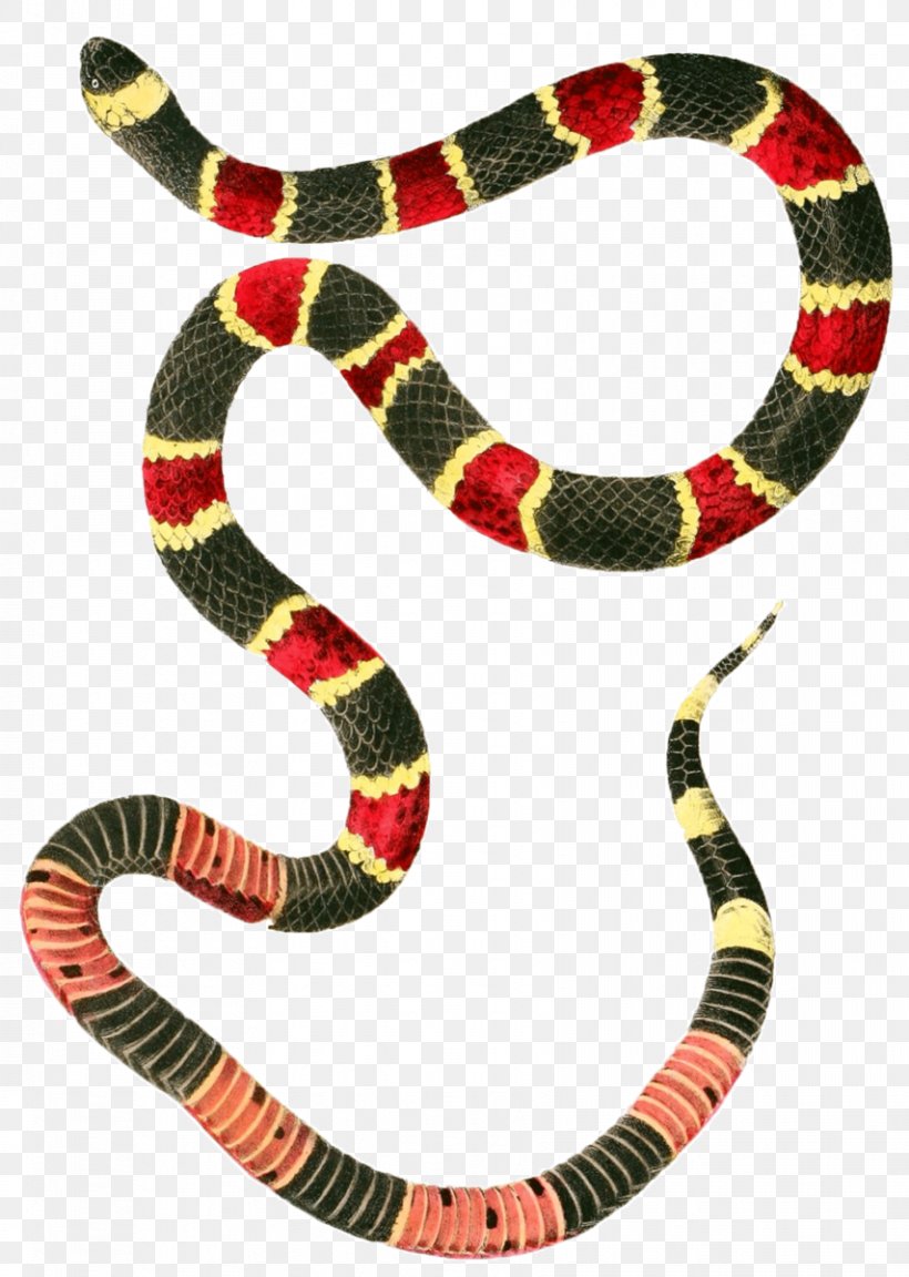 Coral Snake Micrurus Fulvius Clip Art, PNG, 854x1200px, Snake, Anilius, Animal Figure, Coluber, Colubridae Download Free