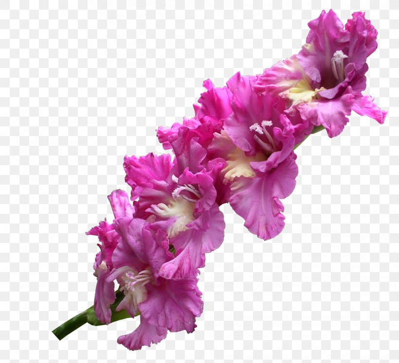 Gladiolus Flower, PNG, 1974x1800px, Gladiolus, Artificial Flower, Color, Cut Flowers, Floral Design Download Free