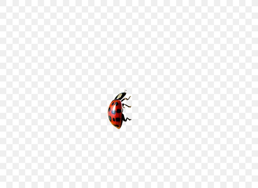 Ladybug, PNG, 600x600px, Insect, Animal, Cartoon, Insecte Vecteur, Invertebrate Download Free