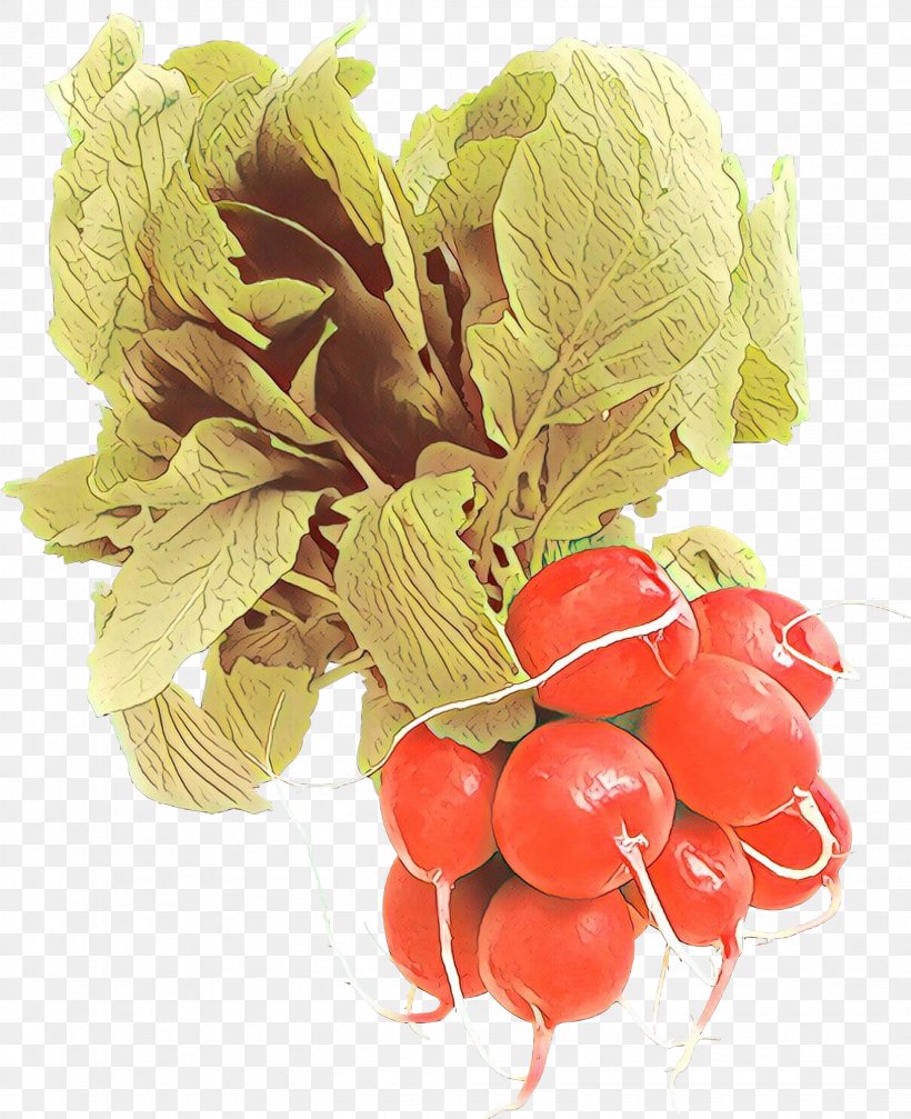 Radish Vegetable Natural Foods Food Plant, PNG, 1953x2400px, Cartoon, Flower, Food, Fruit, Leaf Download Free