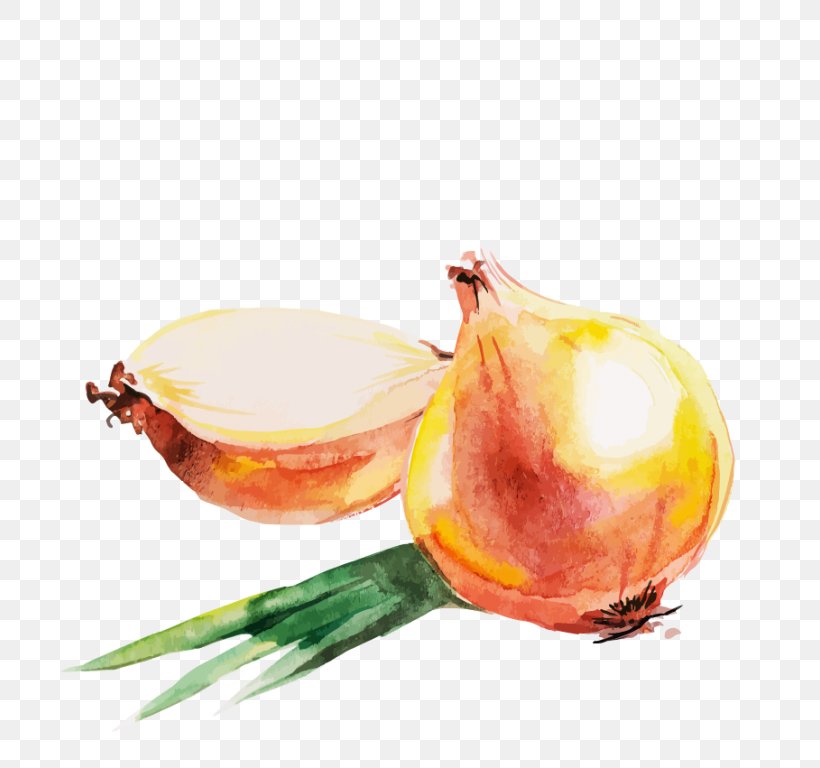 Red Onion Watercolor Painting Drawing, PNG, 768x768px, Onion, Color, Drawing, Food, Fruit Download Free