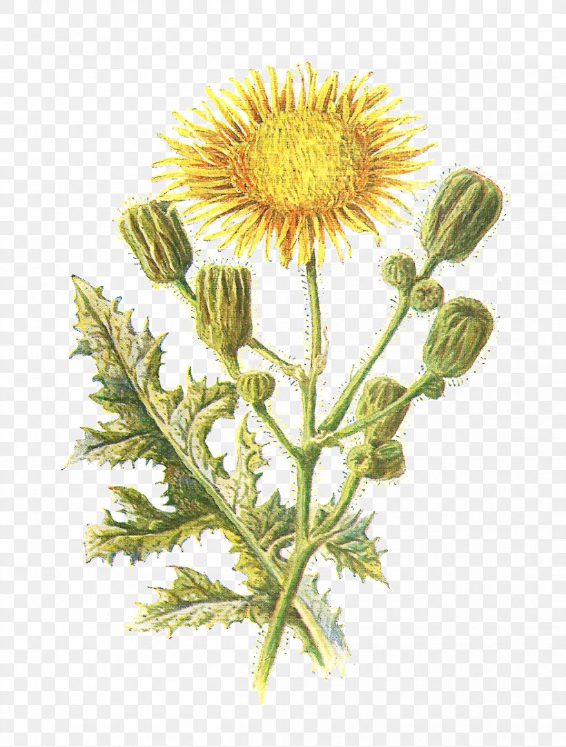 Field Sow Thistle Familiar Wild Flowers Sonchus Asper, PNG, 1213x1600px, Field Sow Thistle, Aster, Botany, Chamaemelum Nobile, Chrysanths Download Free