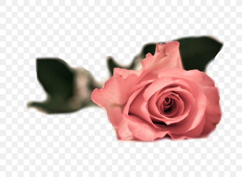 Garden Roses Pink Flowers 1080p High-definition Television, PNG, 800x600px, Garden Roses, Aspect Ratio, Cut Flowers, Flower, Flowering Plant Download Free