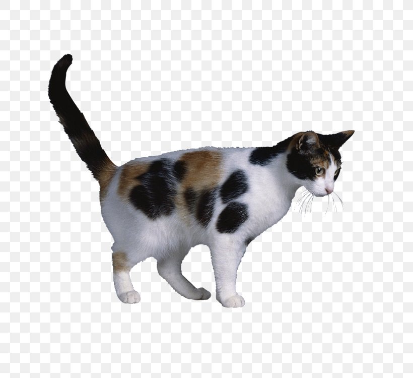 Calico Cat X Chromosome Cat Coat Genetics X-inactivation, PNG, 750x750px, Cat, Aegean Cat, Allele, American Wirehair, Breed Download Free