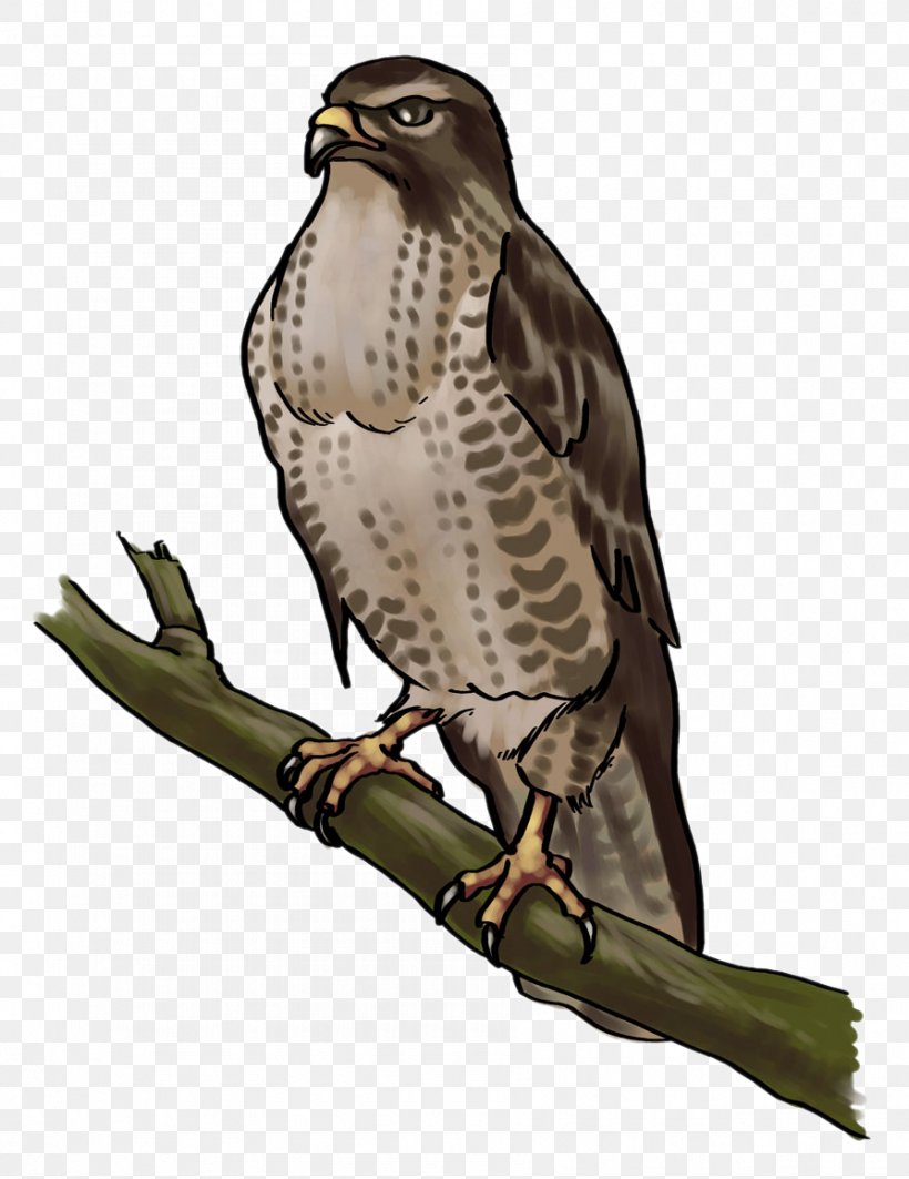 Hawk Beaky Buzzard Turkey Vulture Clip Art, PNG, 894x1160px, Hawk, Accipitriformes, Beak, Beaky Buzzard, Bird Download Free