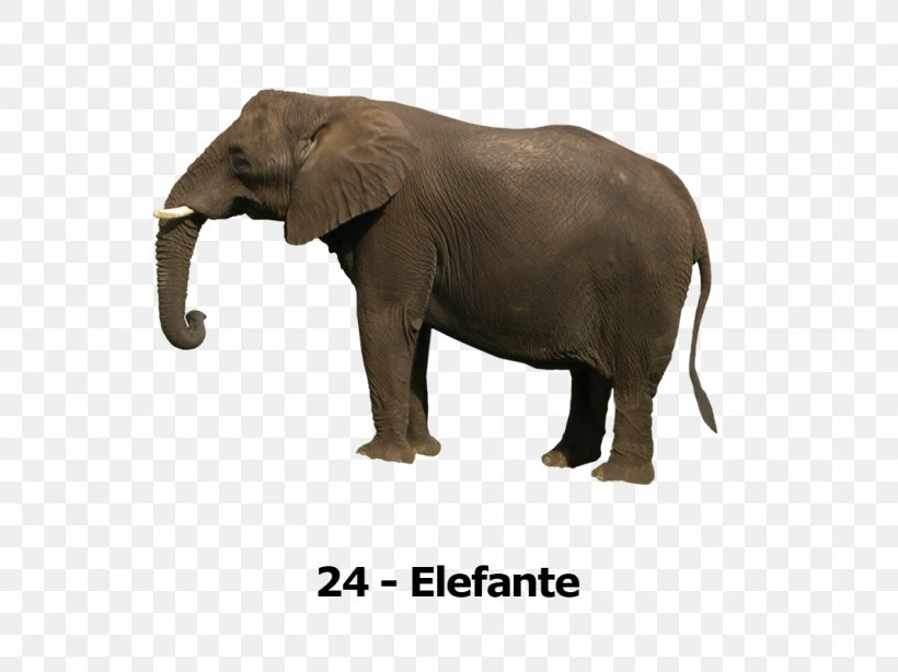 Asian Elephant Elephants Clip Art Image, PNG, 1068x800px, Asian Elephant, African Bush Elephant, African Elephant, Elephant, Elephants Download Free