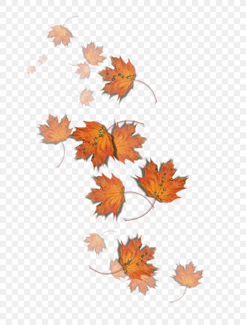 Autumn Fungus Leaf Pileus, PNG, 1749x2304px, 2016, Autumn, Art, Autumn Leaf Color, Flower Download Free