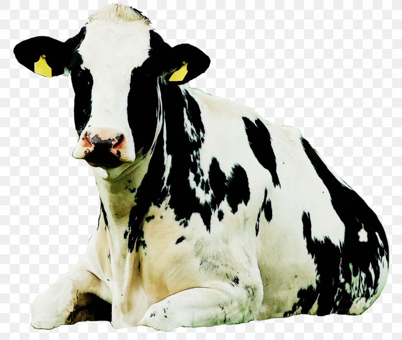 Dairy Cow Bovine Livestock Animal Figure Cow-goat Family, PNG, 1600x1358px, Dairy Cow, Animal Figure, Bovine, Bull, Calf Download Free