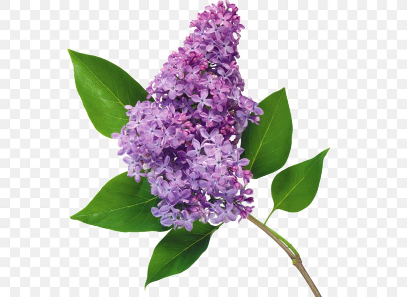Flower Common Lilac Garden Roses Blume, PNG, 600x600px, Flower, Blume, Centerblog, Common Lilac, Cut Flowers Download Free