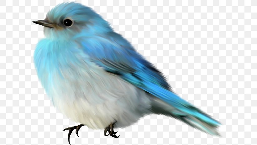 Lovebird Finches Passerine, PNG, 618x463px, Bird, Beak, Bluebird, Bluebirds, Budgerigar Download Free