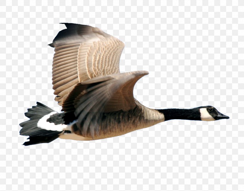 Canada Goose Bird Duck, PNG, 1024x802px, Goose, Anatidae, Beak, Bird, Bird Migration Download Free