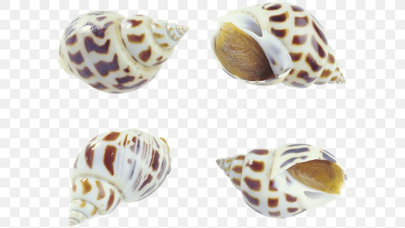 Cockle Sea Snail Seashell Oyster Conch, PNG, 600x462px, Cockle, Bolinus Brandaris, Clam, Clams Oysters Mussels And Scallops, Conch Download Free