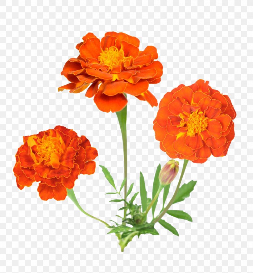 Mexican Marigold Flower Stock Photography, PNG, 929x1000px, Mexican Marigold, Annual Plant, Calendula, Cut Flowers, Floral Design Download Free