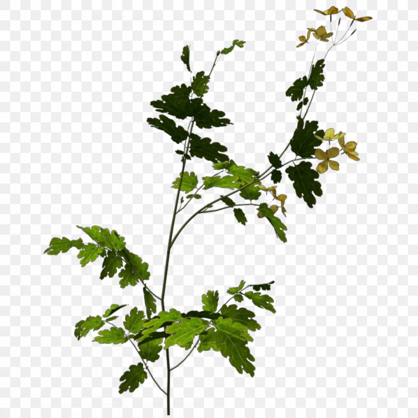 Twig Grapevine Recycling Green Waste Leaf, PNG, 1000x1000px, Twig, Branch, Customer, Flower, Flowering Plant Download Free