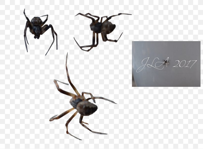 Widow Spiders Insect K2 STX G.1800E.J.M.V.U.NR YN, PNG, 800x601px, Widow Spiders, Ant, Anthony Mcpartlin, Arachnid, Arthropod Download Free