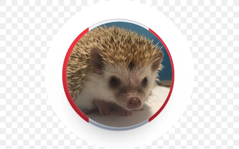 Domesticated Hedgehog Porcupine Fauna Domestication, PNG, 512x512px, Domesticated Hedgehog, Domestication, Erinaceidae, Fauna, Hedgehog Download Free