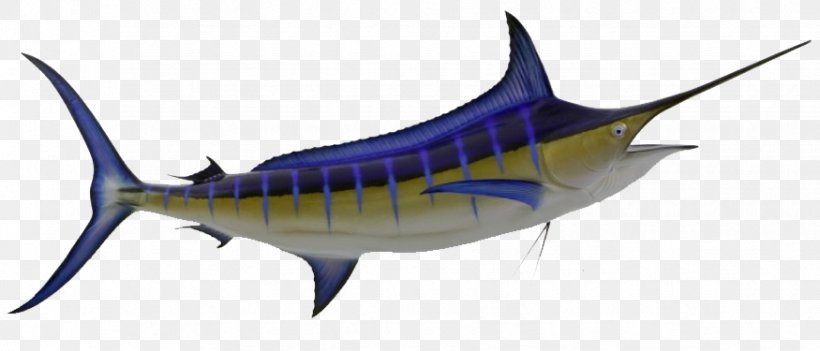 Swordfish Atlantic Blue Marlin Tuna Marlin Fishing Sailfish, PNG, 875x375px, Swordfish, Atlantic Blue Marlin, Biggame Fishing, Billfish, Bony Fish Download Free