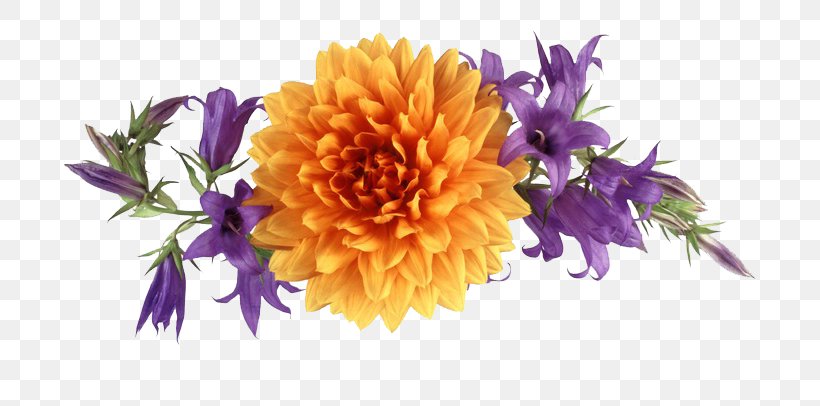 Chrysanthemum Orange Euclidean Vector DepositFiles, PNG, 800x406px, Chrysanthemum, Chrysanths, Cut Flowers, Dahlia, Daisy Family Download Free