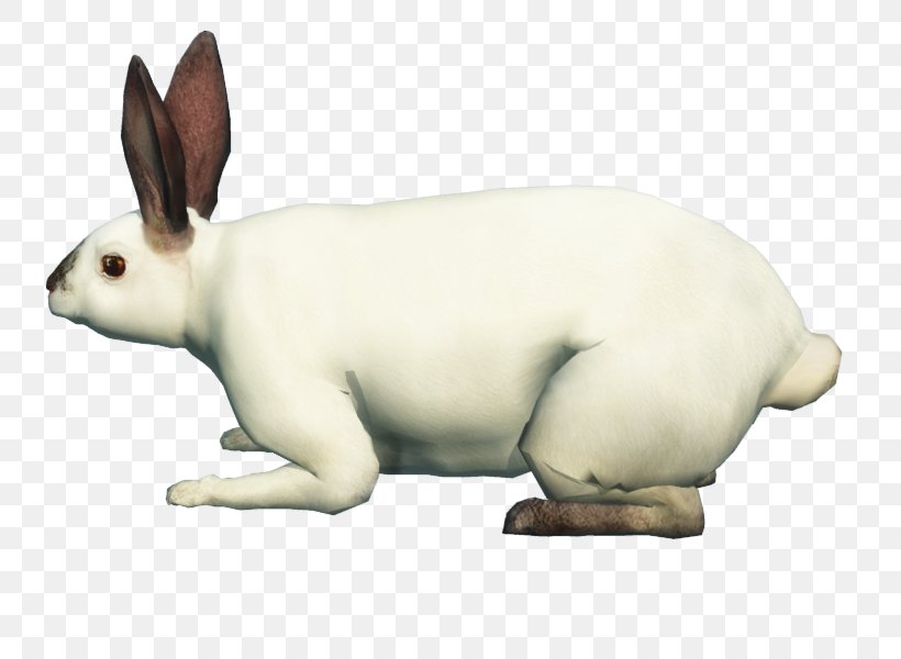 Domestic Rabbit Hare Dog Snout Canidae, PNG, 800x600px, Domestic Rabbit, Animal, Animal Figure, Canidae, Dog Download Free