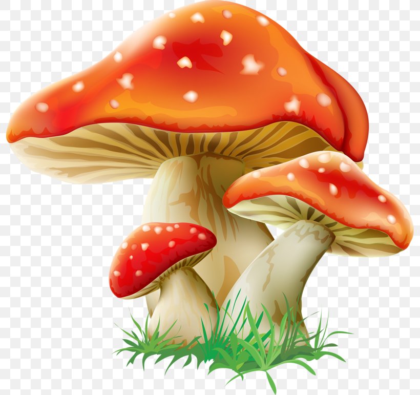 Mushroom Fungus Amanita Muscaria Clip Art, PNG, 800x771px, Mushroom, Agaric, Amanita Muscaria, Common Mushroom, Edible Mushroom Download Free