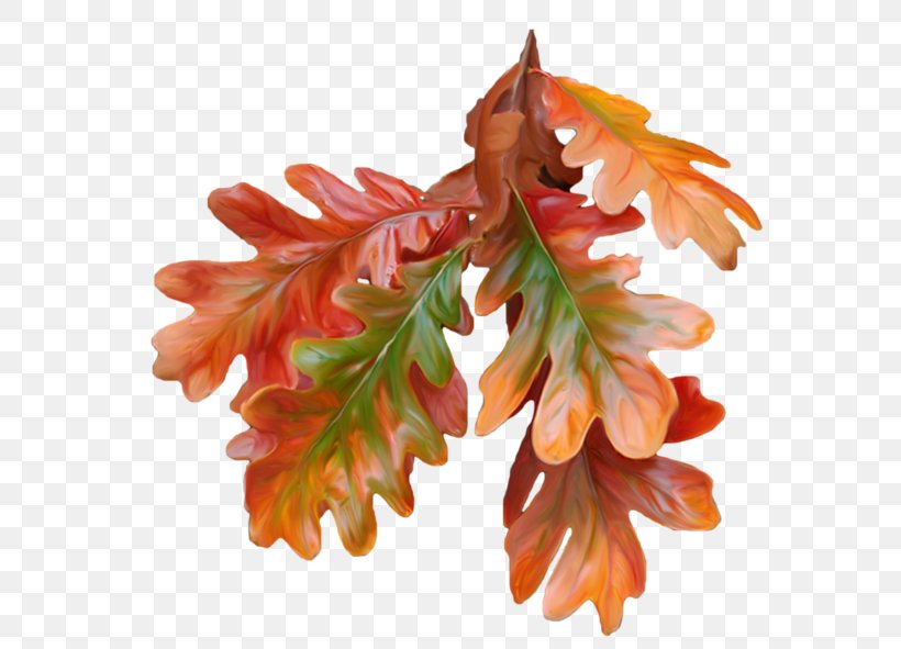 Autumn Leaf Color Paper Autumn Leaf Color, PNG, 600x591px, Leaf, Art, Autumn, Autumn Leaf Color, Child Download Free