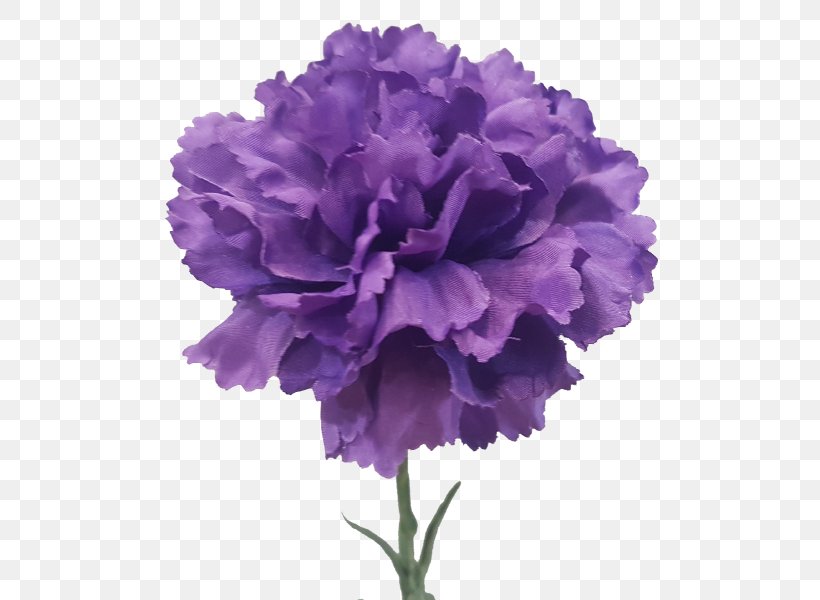 Carnation Cut Flowers Violet Artificial Flower, PNG, 800x600px, Carnation, Artificial Flower, Color, Cut Flowers, Flower Download Free