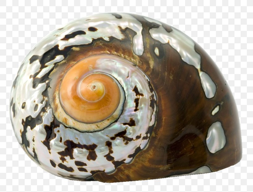 Cockle Seashell Sea Snail Epitonium Scalare, PNG, 800x622px, Cockle, Conch, Conchology, Epitonium Scalare, Gastropod Shell Download Free