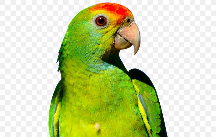 Parrot Budgerigar Bird, PNG, 500x520px, Parrot, Beak, Bird, Budgerigar, Common Pet Parakeet Download Free