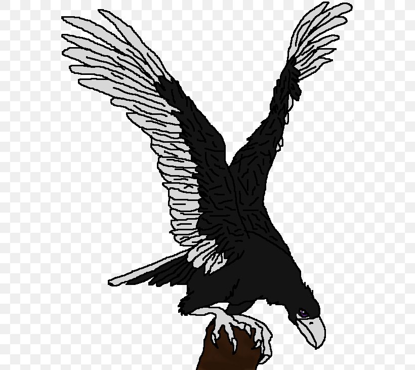 Bald Eagle Condor Hawk Beak, PNG, 578x731px, Bald Eagle, Accipitriformes, Beak, Bird, Bird Of Prey Download Free