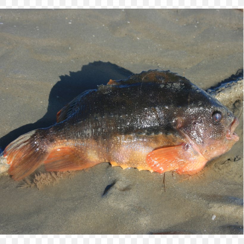 Cyclopterus Lumpus Fish Common Seasnail Seafood Salmon, PNG, 2799x2799px, Cyclopterus Lumpus, Animal Source Foods, Bass, Bony Fish, Carp Download Free