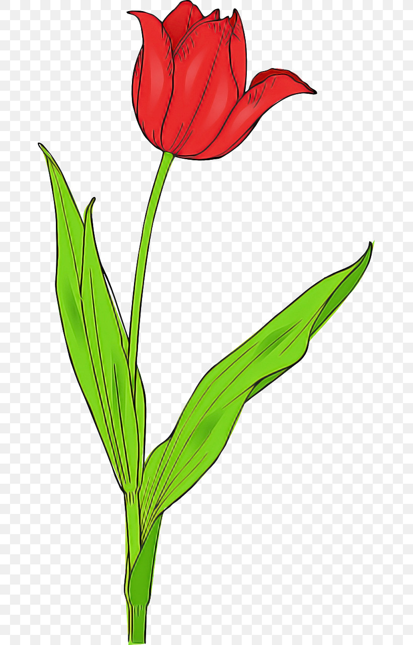 Flower Plant Tulip Pedicel Plant Stem, PNG, 669x1280px, Flower, Cut Flowers, Lily Family, Pedicel, Petal Download Free