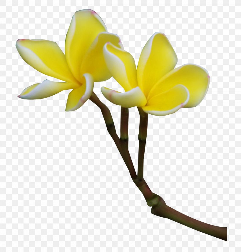 Frangipani Flower Plant Clip Art, PNG, 1440x1506px, Frangipani, Cut Flowers, Flower, Flowering Plant, Orchid Download Free