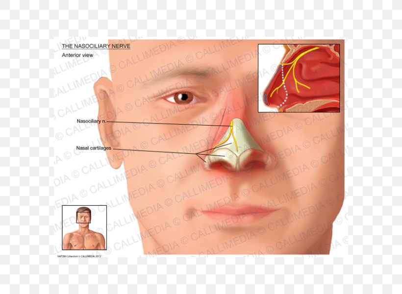 Nose Nasociliary Nerve Ophthalmic Nerve Anterior Ethmoidal Nerve, PNG, 600x600px, Nose, Anatomy, Anterior Ethmoidal Artery, Anterior Ethmoidal Nerve, Cheek Download Free