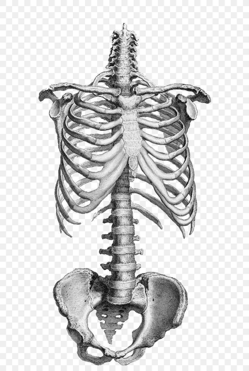 Anatomy Drawing Human Skeleton Vertebral Column Bone, PNG, 655x1219px