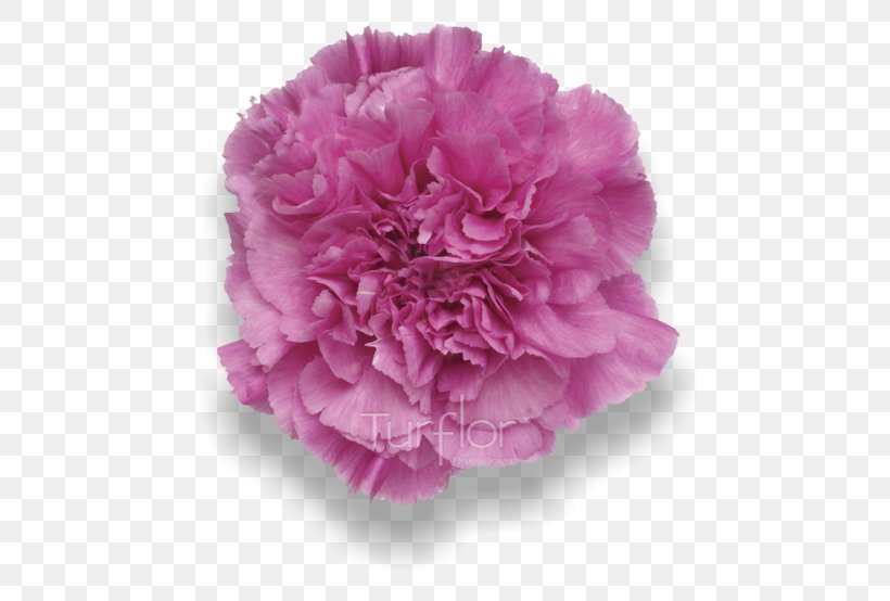 Carnation Cabbage Rose Cut Flowers Floral Design, PNG, 696x554px, Carnation, Cabbage Rose, Chinese Peony, Common Peony, Cut Flowers Download Free