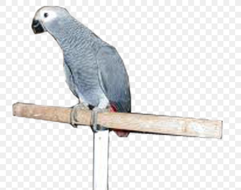 Grey Parrot Budgerigar Bird Parakeet, PNG, 735x648px, Parrot, African Grey, Beak, Bird, Budgerigar Download Free