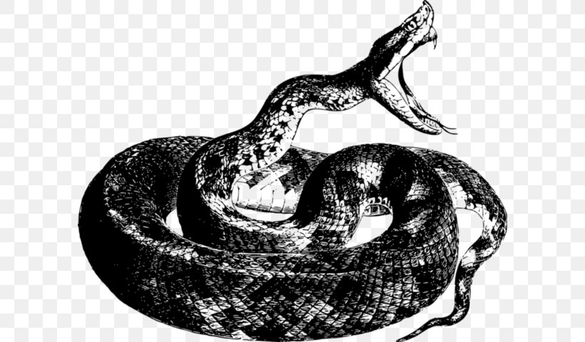 Snakes Vipers Reptile Green Anaconda Drawing, PNG, 602x480px, Snakes, Anaconda, Art, Banded Water Snake, Black Mamba Download Free