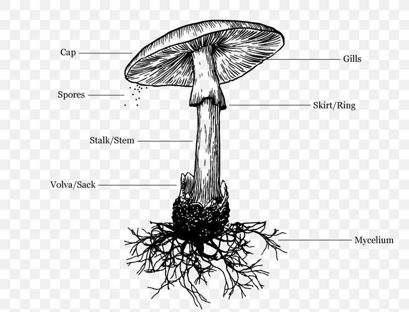 Amanita Muscaria Death Cap Drawing Mushroom, PNG, 792x626px, Amanita Muscaria, Agaric, Agaricus, Amanita, Art Download Free