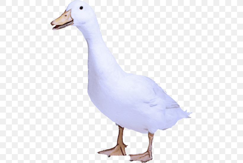 Bird Duck Beak Water Bird Goose, PNG, 480x550px, Bird, Beak, Duck, Ducks Geese And Swans, Goose Download Free