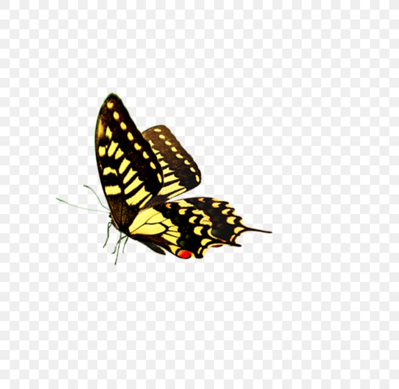 Fly Butterfly Car, PNG, 800x800px, Butterfly, Animal, Arthropod, Brush Footed Butterfly, Butterflies And Moths Download Free