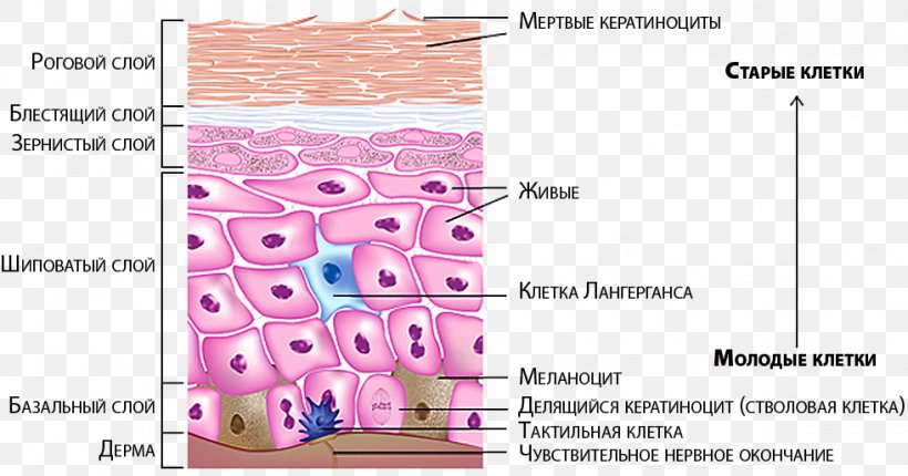 Human Skin Melanocyte Epidermis Nerve Integumentary System, PNG, 981x515px, Watercolor, Cartoon, Flower, Frame, Heart Download Free