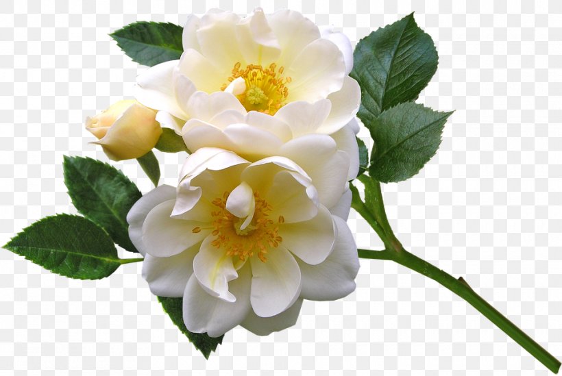 Floribunda Burnet Rose Cabbage Rose Evergreen Rose Memorial Rose, PNG, 960x643px, Floribunda, Beach Rose, Blue Rose, Branch, Burnet Rose Download Free