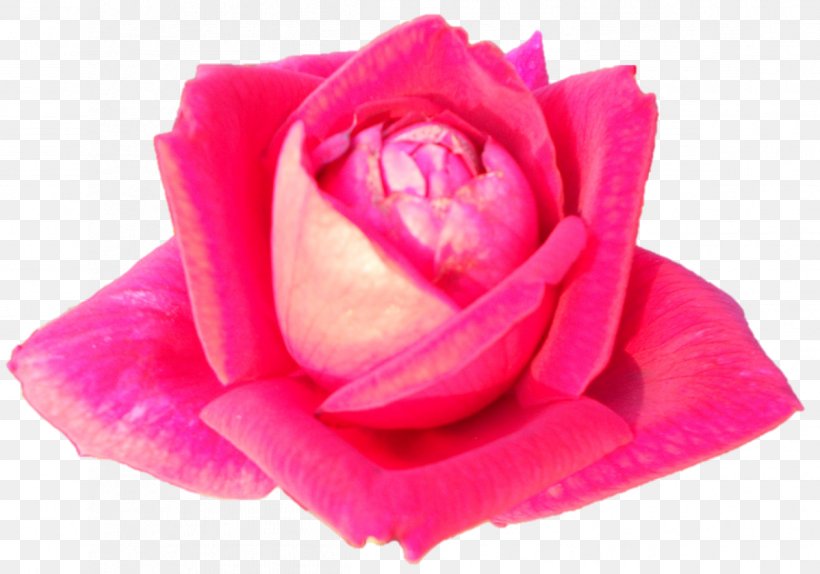 Garden Roses Cabbage Rose Floribunda Cut Flowers Petal, PNG, 1198x839px, Garden Roses, Cabbage Rose, China Rose, Chinese Cuisine, Close Up Download Free