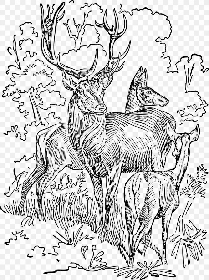 Red Deer White-tailed Deer Antler Clip Art, PNG, 1786x2400px, Deer, Antler, Art, Artwork, Black And White Download Free