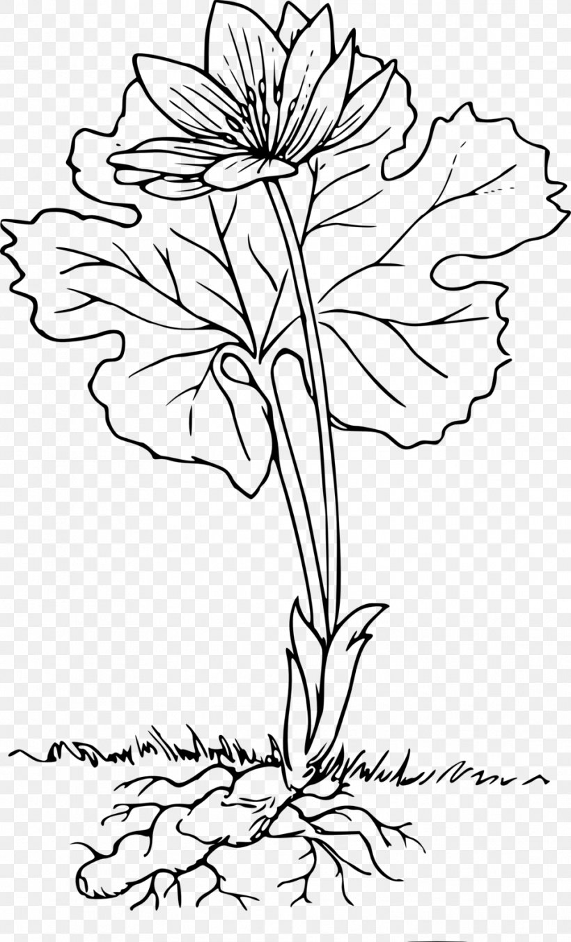 Root Plant Respiration Clip Art, PNG, 958x1580px, Root, Art, Black And White, Branch, Cdr Download Free