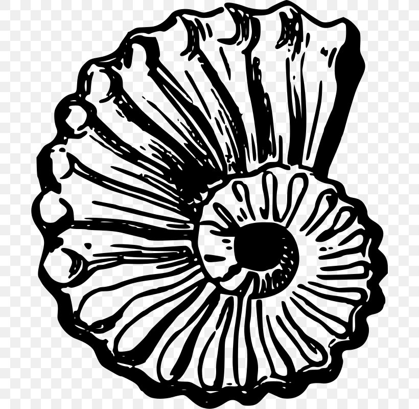 Seashell Clip Art, PNG, 698x800px, Seashell, Art, Artwork, Black And White, Drawing Download Free