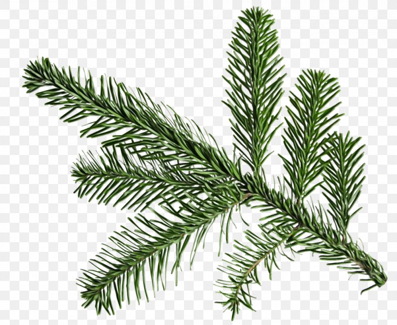 Shortleaf Black Spruce Columbian Spruce Balsam Fir Yellow Fir Jack Pine, PNG, 1024x839px, Watercolor, Balsam Fir, Colorado Spruce, Columbian Spruce, Jack Pine Download Free