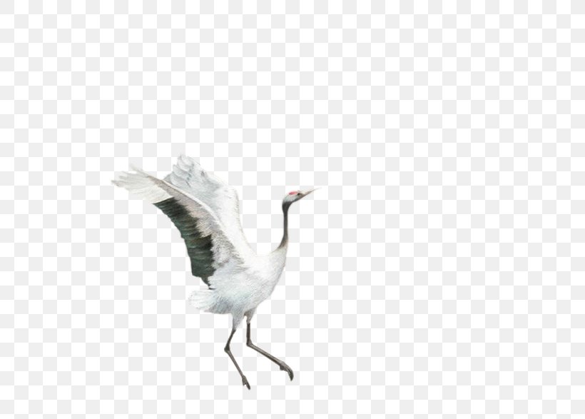 Siberian Crane Goose Feather, PNG, 658x587px, Crane, Beak, Bird, Crane Like Bird, Designer Download Free
